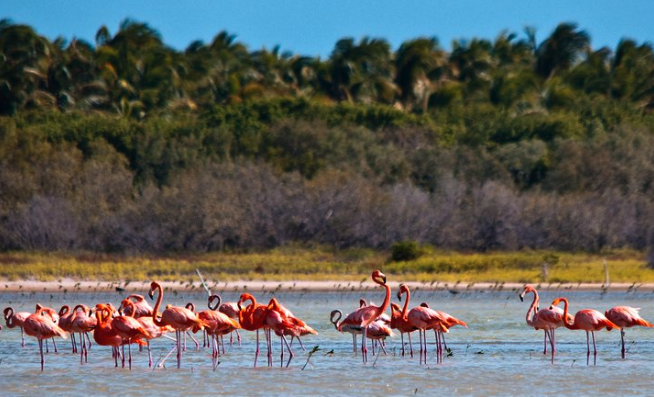 flamingo-island-barahona-dominican-republic-travel-tips
