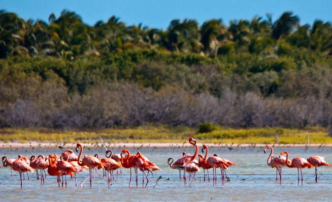 flamingo-island-barahona-dominican-republic-travel-tips